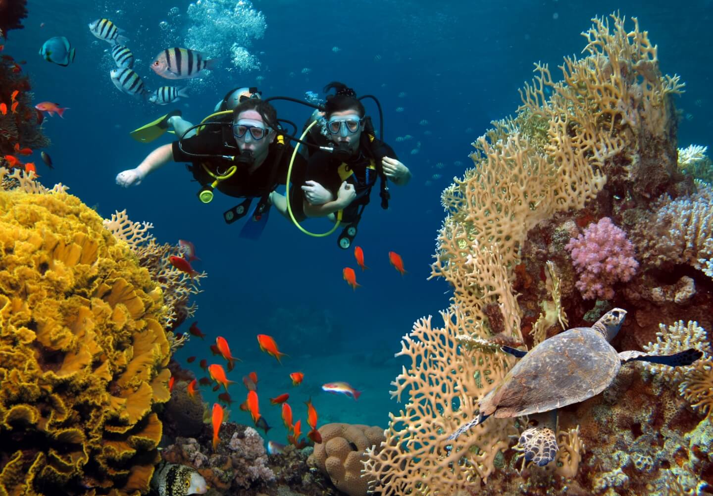 Dive Excursions & Tours