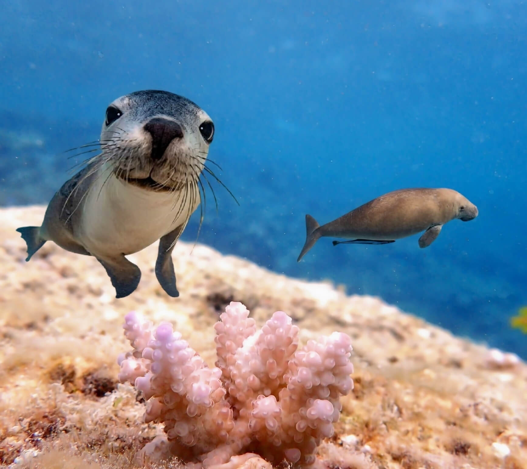 Scuba Diving with Fur Seal