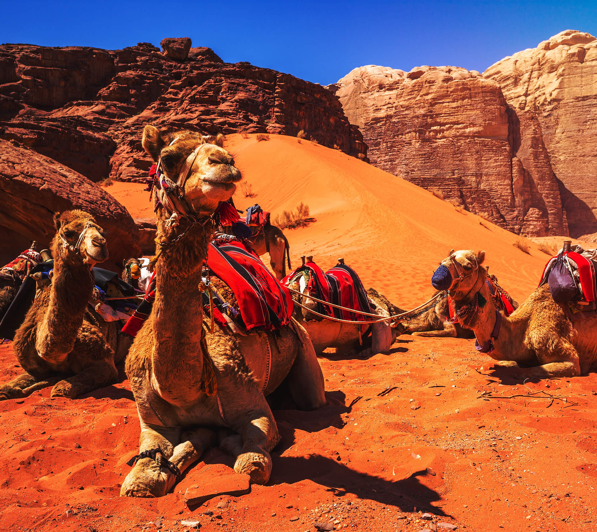 Camel Ride